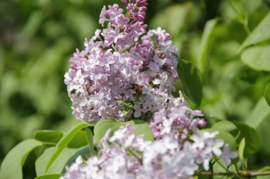 çiçek açması leylak dalı 