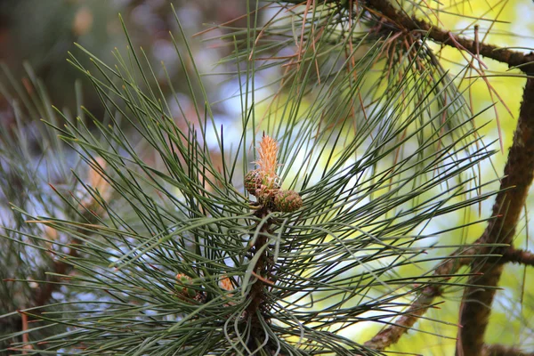 Pine branch with green needles — Stock Photo, Image