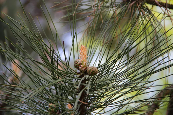 Pine branch with green needles — Stock Photo, Image