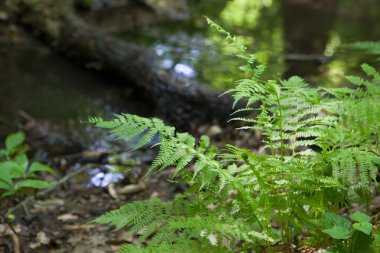 Brook orman, yaşlı bir ağaç gövde üzerinde yosun