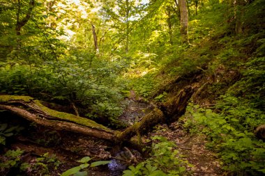dağ dere ve yaşlı ağaçların gövdeleri