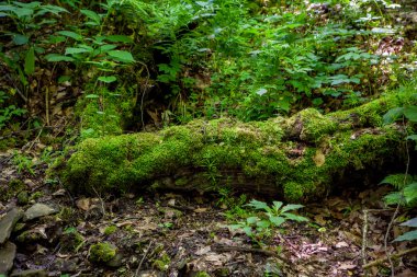 Yosun kaplı ağaç gövdeleri