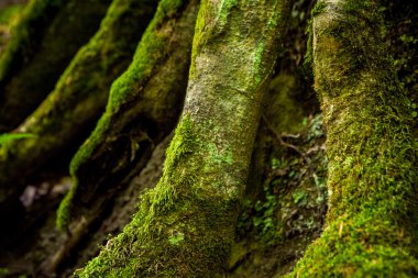 Yosun kaplı ağaç gövdeleri