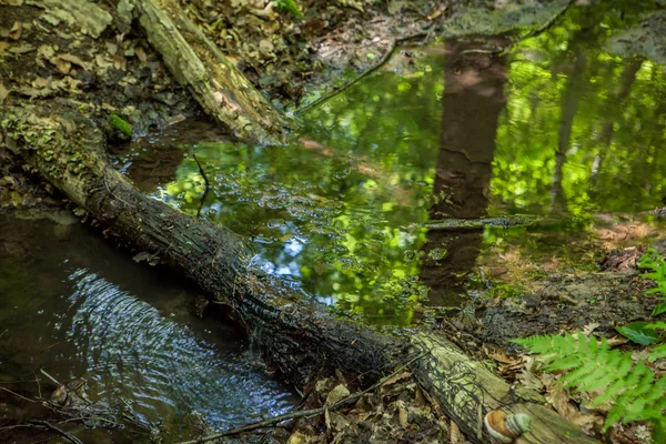 Bäcken skog, mossan på stammen av ett gammalt träd — Stockfoto