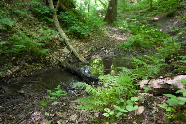 Brook lasu, mech na pniu starego drzewa — Zdjęcie stockowe