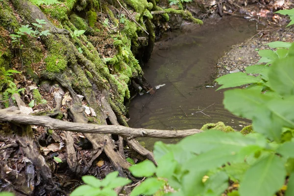 Forêt de ruisseau, la mousse sur le tronc d'un vieil arbre — Photo