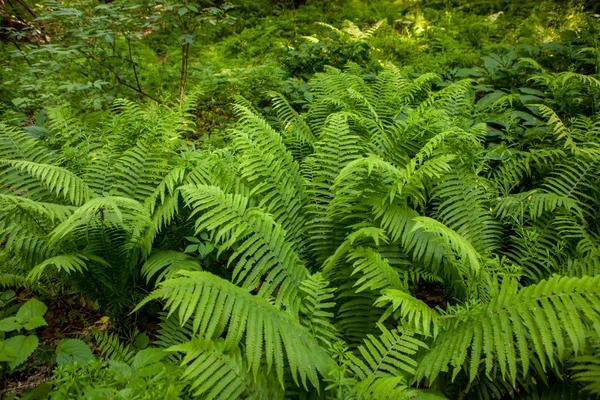 Grön ormbunke i skogen — Stockfoto