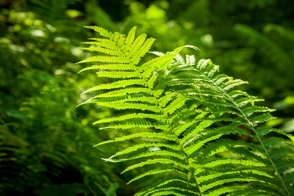 Gröna grenar av ormbunke skog — Stockfoto