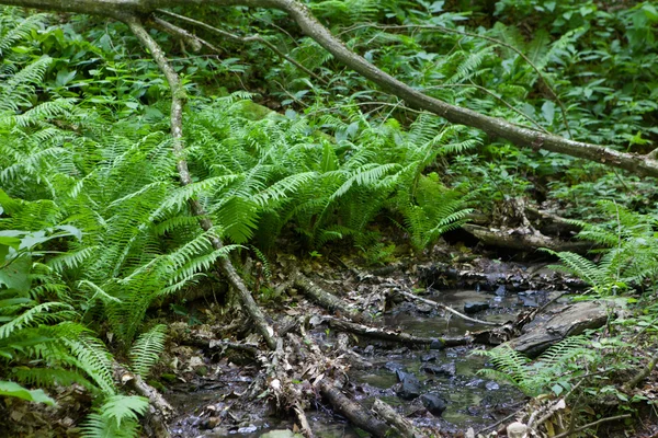 Fougère forestière au bord du ruisseau — Photo