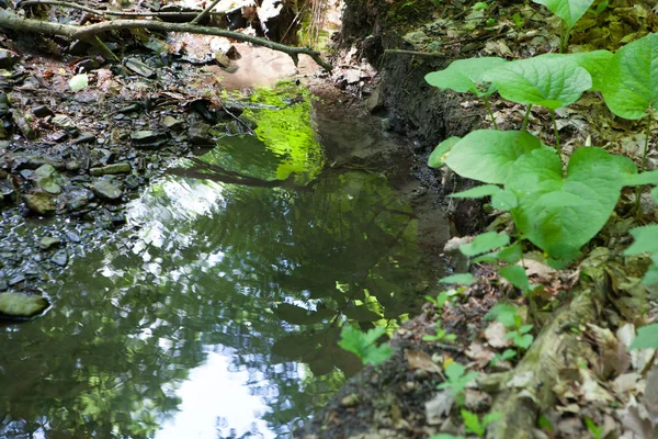 Forêt de ruisseau, la mousse sur le tronc d'un vieil arbre — Photo