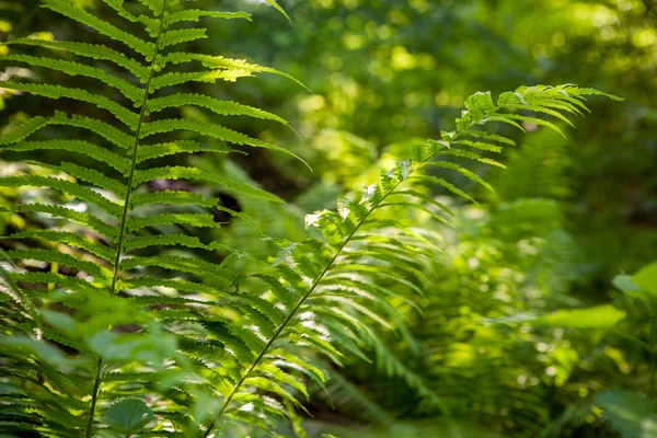 Gröna grenar av ormbunke skog — Stockfoto