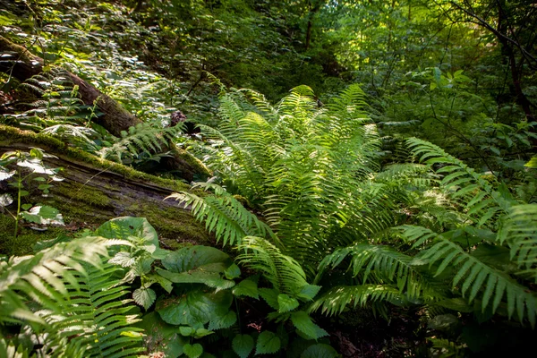 森の中の緑のシダ — ストック写真