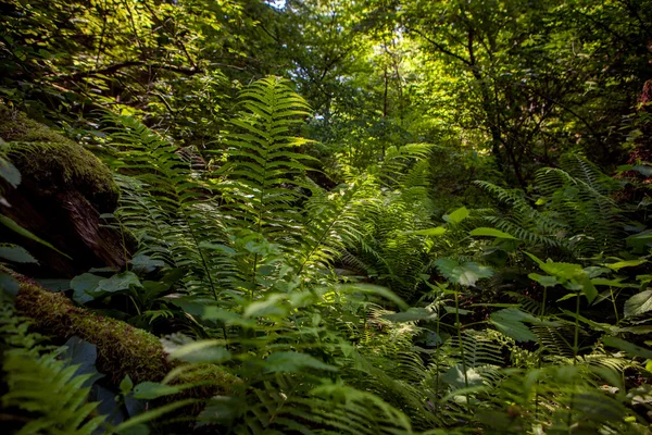Zielona paproć w lesie — Zdjęcie stockowe