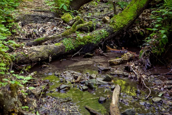 Ruisseau de montagne et les troncs de vieux arbres — Photo