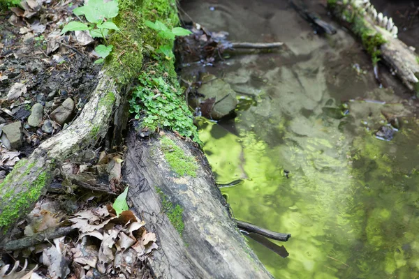 Forêt de ruisseau, la mousse sur le tronc d'un vieil arbre — Photo