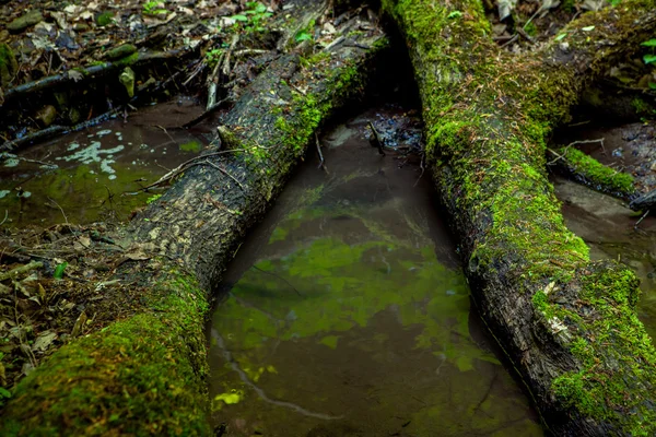 Træstammer dækket med mos - Stock-foto