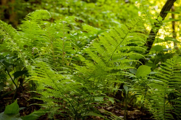 Forest fern by the stream — Stock Photo, Image