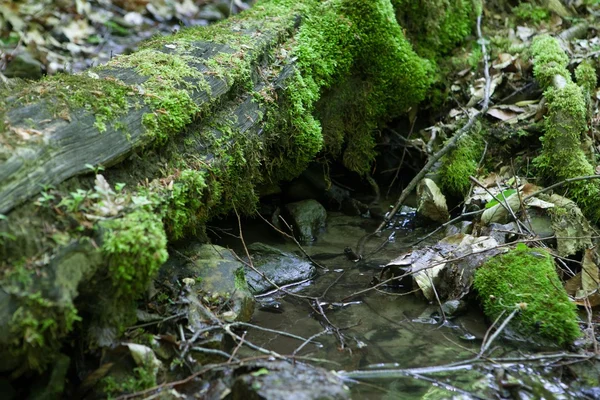 小溪森林, 在一棵老树的树干上的苔藓 — 图库照片