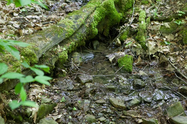 Brook lasu, mech na pniu starego drzewa — Zdjęcie stockowe