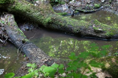 Brook orman, yosun kaplı ağaç kökleri