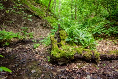 Yosun kaplı ağaç gövdeleri