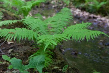 Orman fern akış tarafından