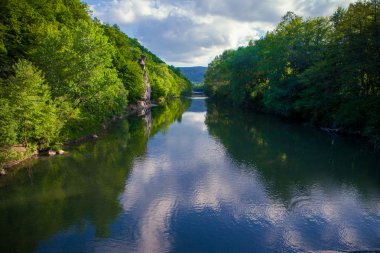 nehir orman ve sahile nehir kıyısında bir kaya