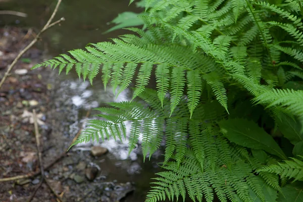 森林蕨由小河 — 图库照片