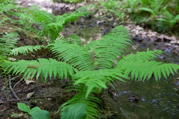 Forest fern by the stream — Stock Photo, Image