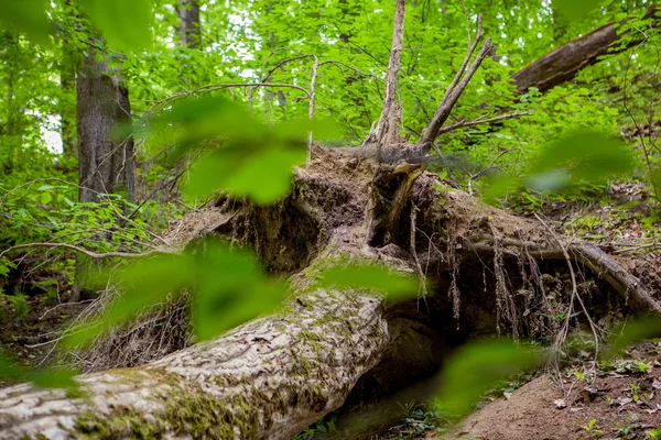 Trädstammar täckta med mossa — Stockfoto