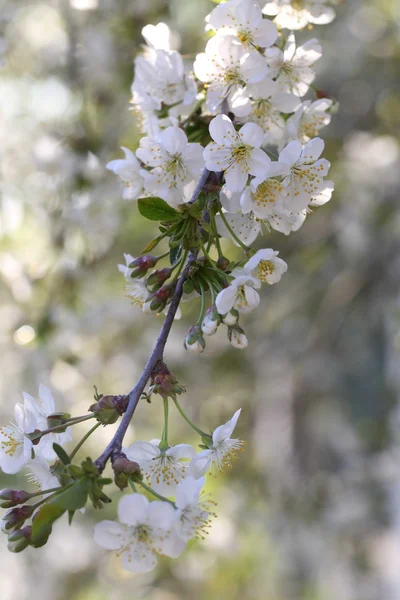Blossoming cherry branch with white flowers — Stock Photo, Image