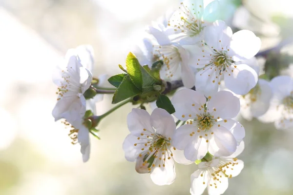 Branch of cherry blooming white flowers — Stock Photo, Image
