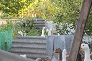 padok içinde yerli kaz