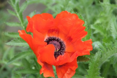 Yeşil arkaplanda kırmızı haşhaş