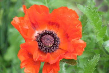 Yeşil arkaplanda kırmızı haşhaş