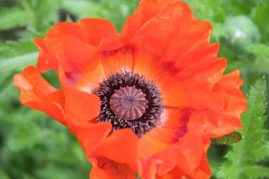 Yeşil arkaplanda kırmızı haşhaş