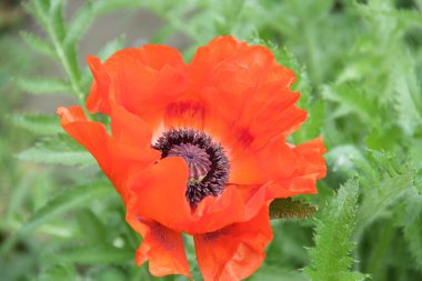 Yeşil arkaplanda kırmızı haşhaş