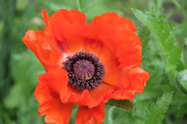 Yeşil arkaplanda kırmızı haşhaş