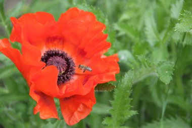 Yeşil arkaplanda kırmızı haşhaş