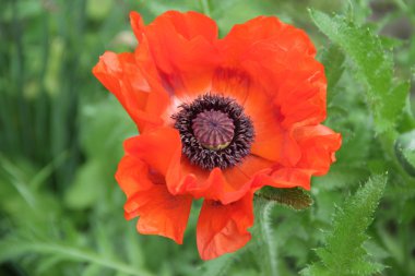 Yeşil arkaplanda kırmızı haşhaş