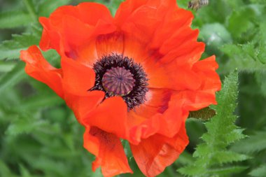 Yeşil arkaplanda kırmızı haşhaş