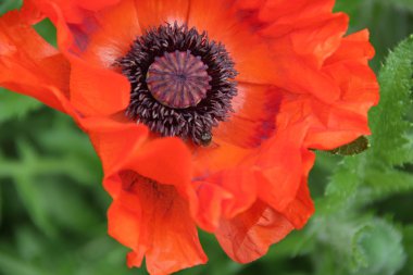 Yeşil arkaplanda kırmızı haşhaş