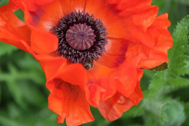 Yeşil arkaplanda kırmızı haşhaş