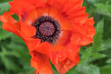 Yeşil arkaplanda kırmızı haşhaş