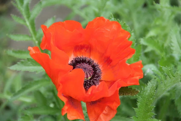 Yeşil arkaplanda kırmızı haşhaş