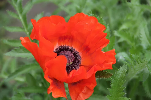 Amapola roja sobre fondo verde —  Fotos de Stock