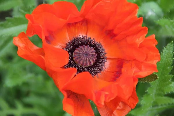 Amapola roja sobre fondo verde — Foto de Stock