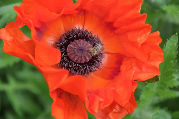 Amapola roja sobre fondo verde — Foto de Stock