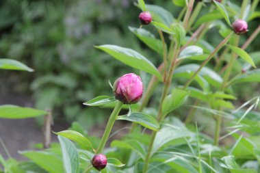 Şakayık yeşil bir arka plan üzerinde tomurcuğu
