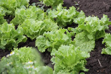 Bahçede marul yetişiyor.